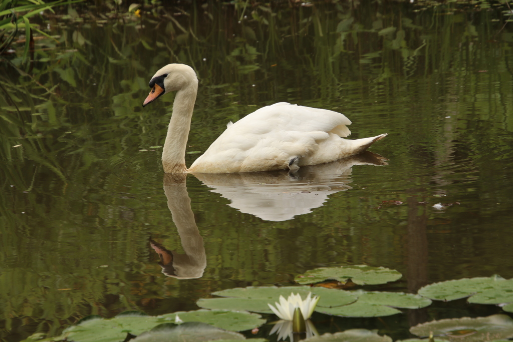 変身（2）ツー？