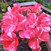 路傍の花