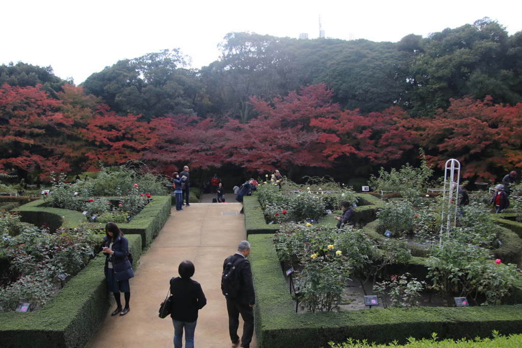 紅葉を追いかけて、２