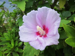 夏来るその9