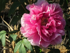 上野公園散策 -6