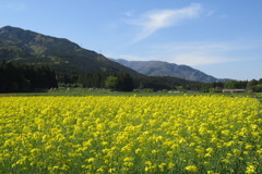 菜花の里