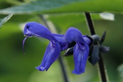 路傍の花