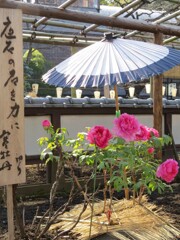 上野公園散策 -12