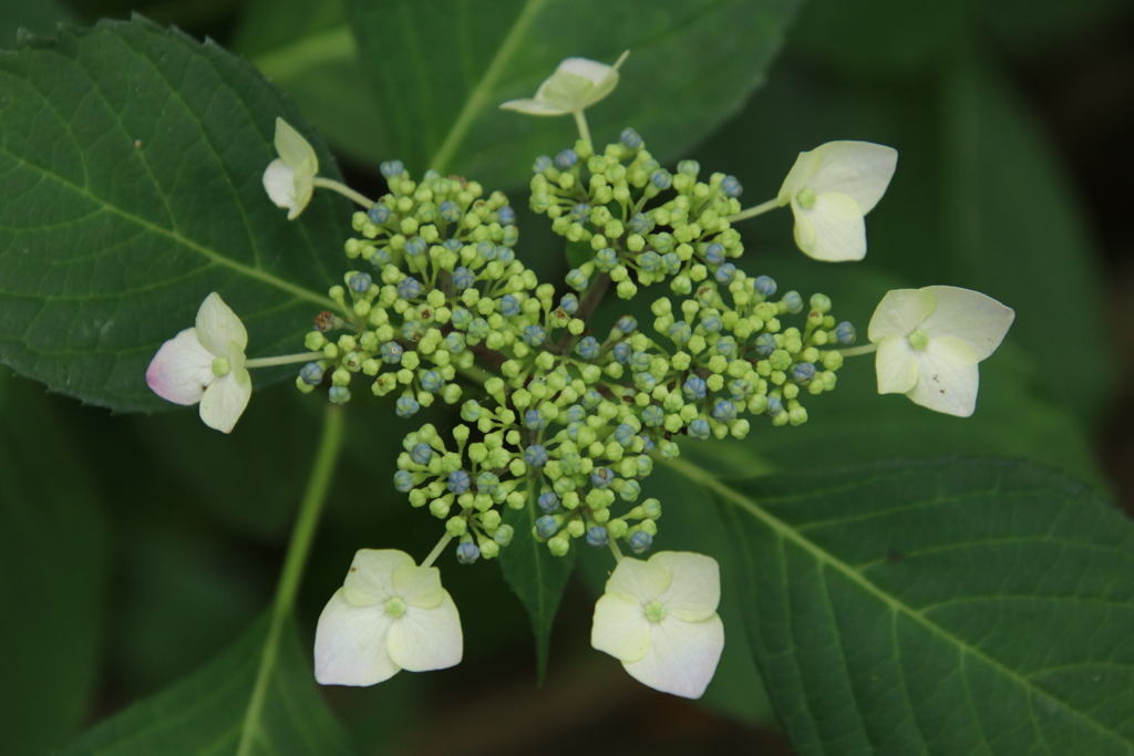 アジサイその４