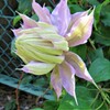 庭先の花