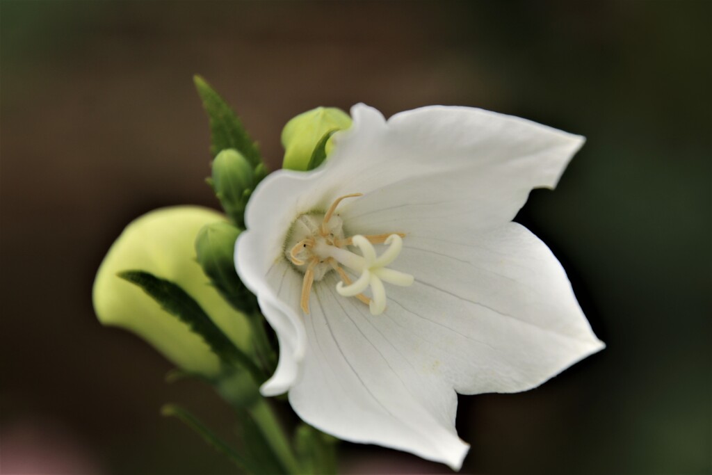 路傍の花