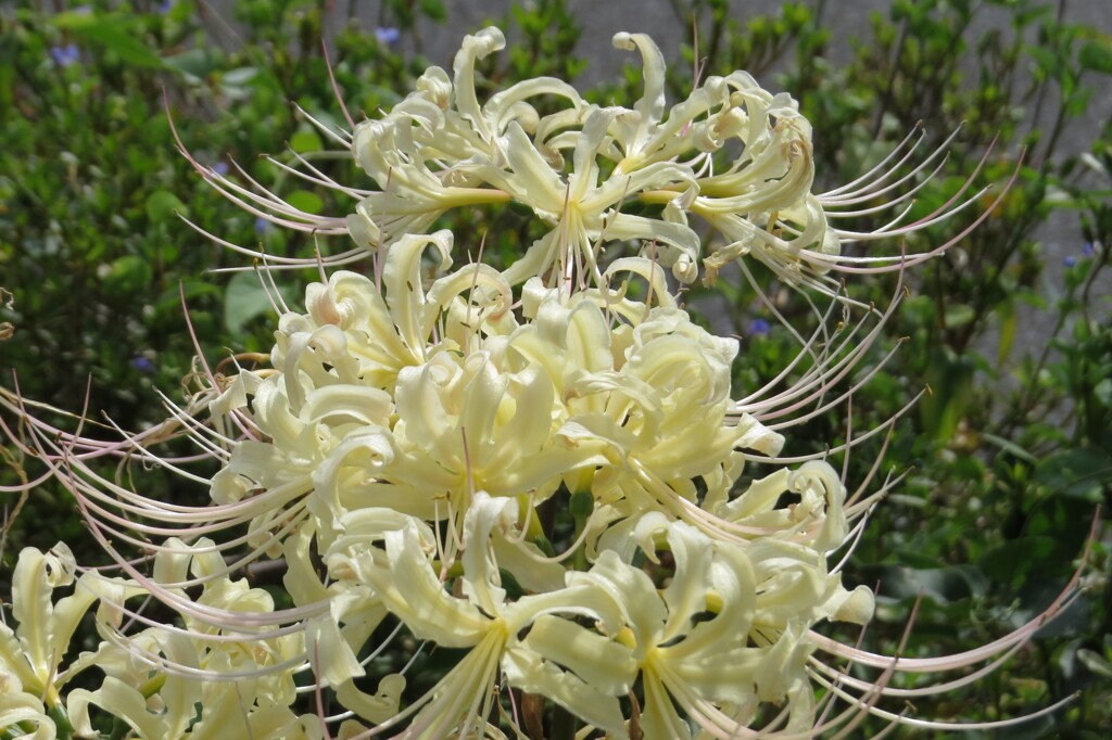 路傍の花