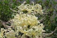 路傍の花