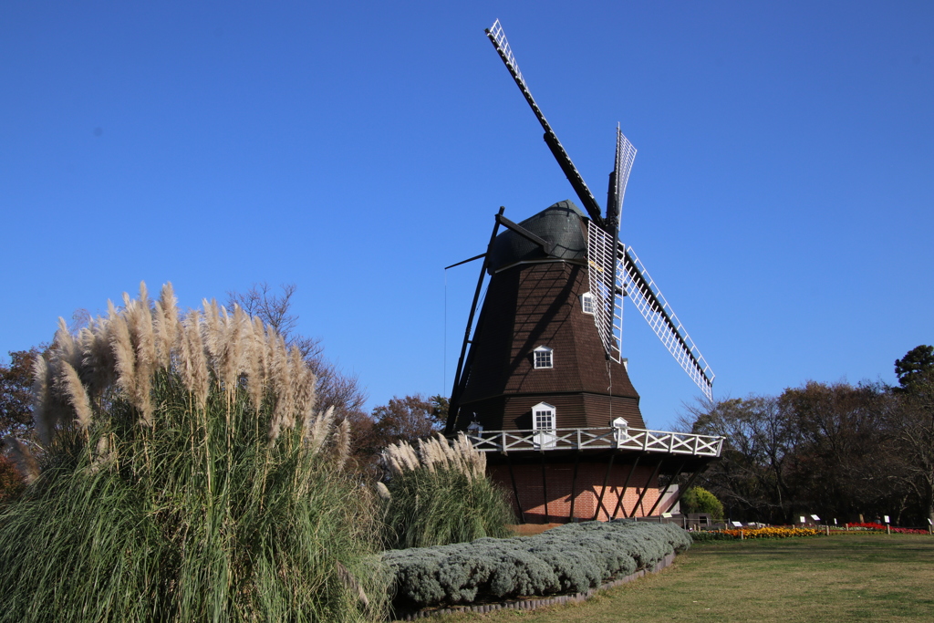 パンパスグラスと風車