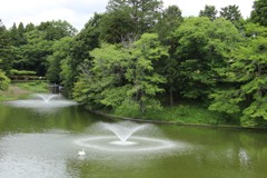 新緑の湖面その３