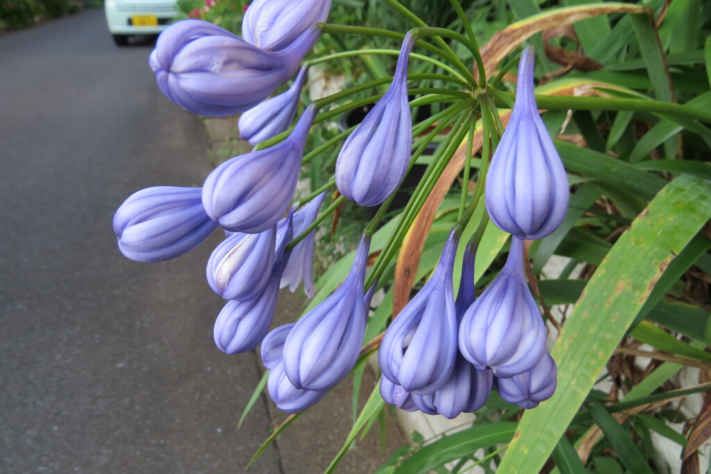 路傍の花