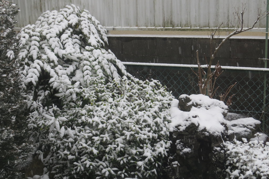 ２/９雪が降って来ました-2