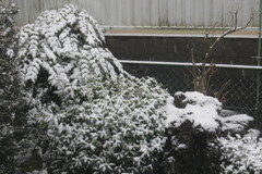 ２/９雪が降って来ました-2