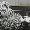 ２/９雪が降って来ました-2