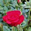 庭先の花