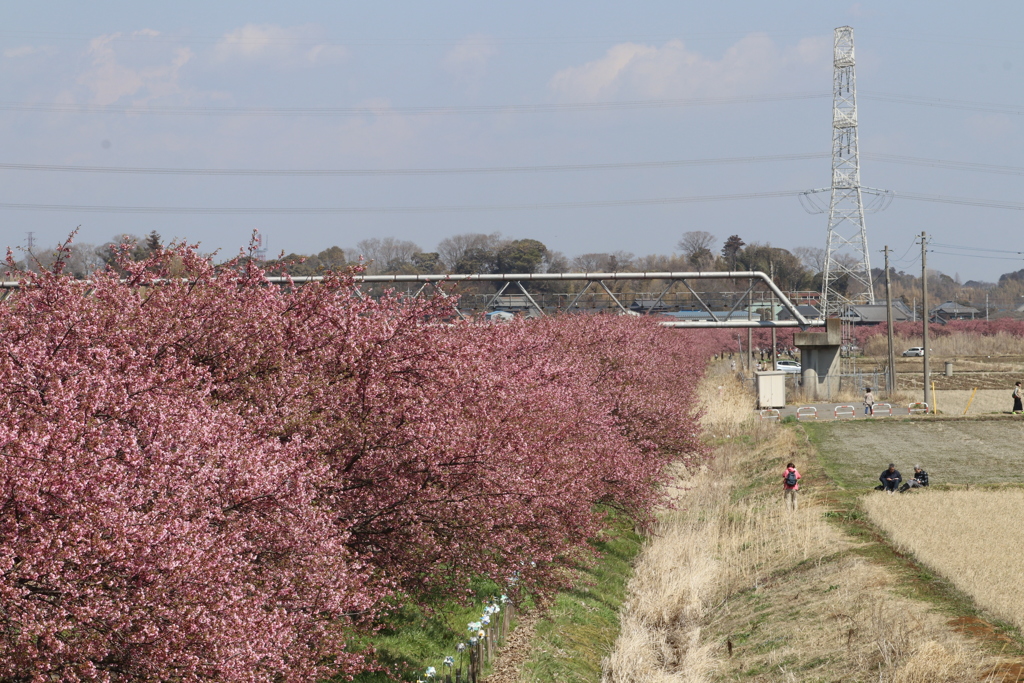 満開の河津桜、その2