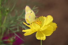 変～身、あチョー