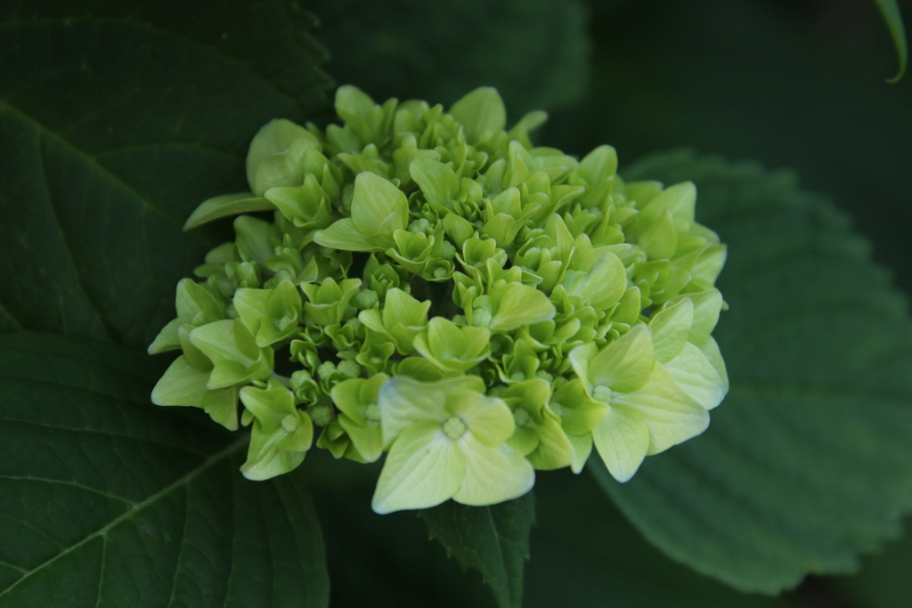 路傍の花