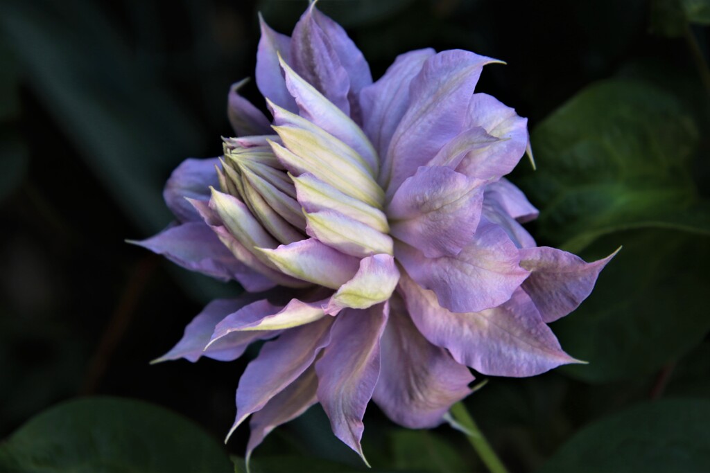 庭先の花