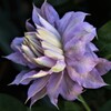 庭先の花