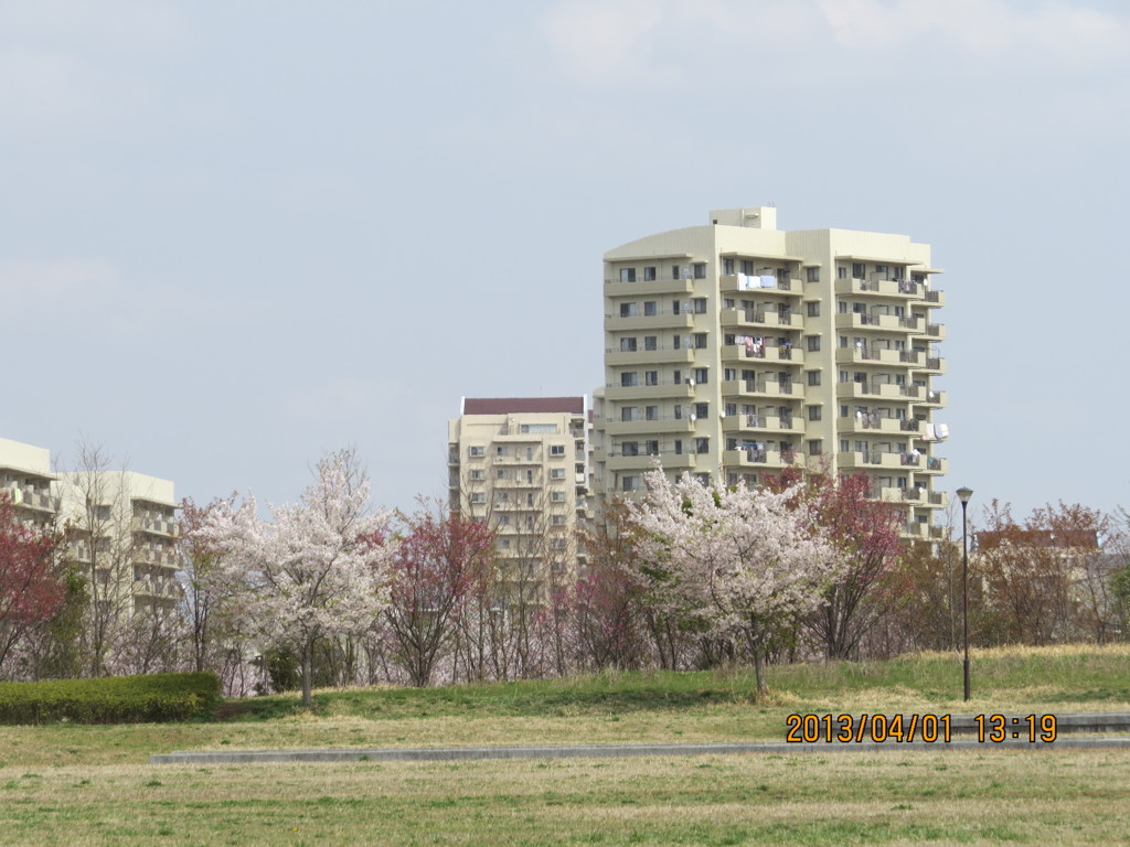 Ｔ　県Ｉ　市コスモスの丘公園の桜