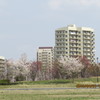 Ｔ　県Ｉ　市コスモスの丘公園の桜