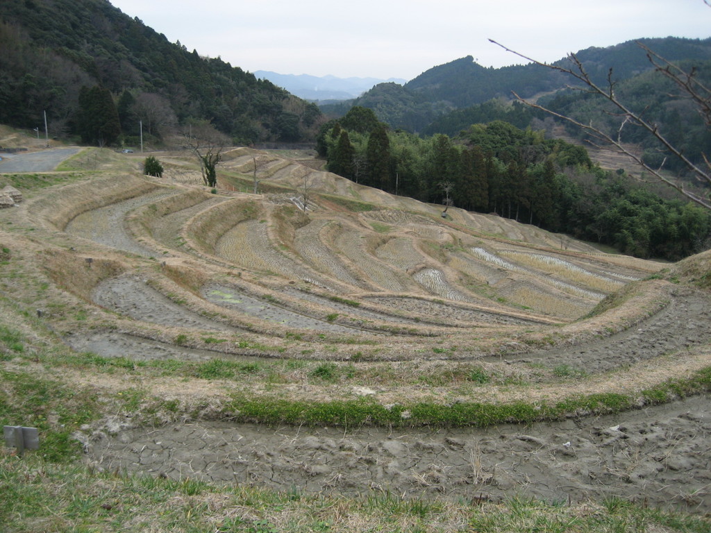寒棚田
