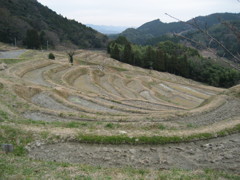 寒棚田