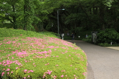 新緑散歩その3