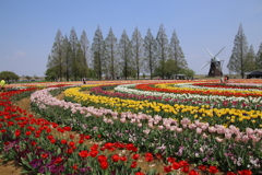 平成チューリップー2