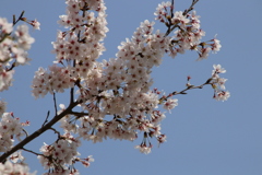 春うららー１０