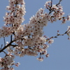 春うららー１０