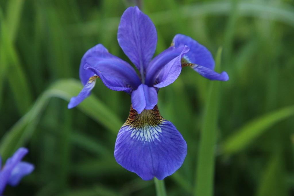 庭先の花…誰かの顔に？