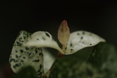 わかばその1