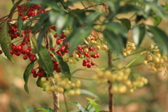 紅白