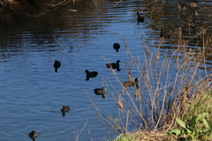 散歩道の水鳥