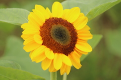 梅雨空に咲くその2