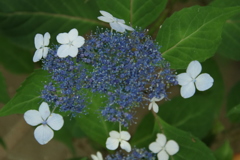 アジサイその３