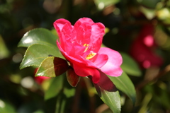 路傍の花