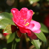 路傍の花
