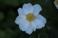 路傍の花