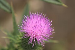 路傍の花