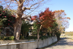散歩道
