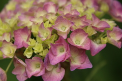 せいくらべその２