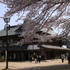 古民家と桜ー１