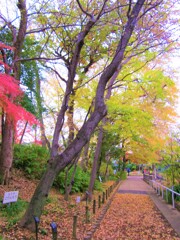 散歩道