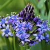 庭先の花