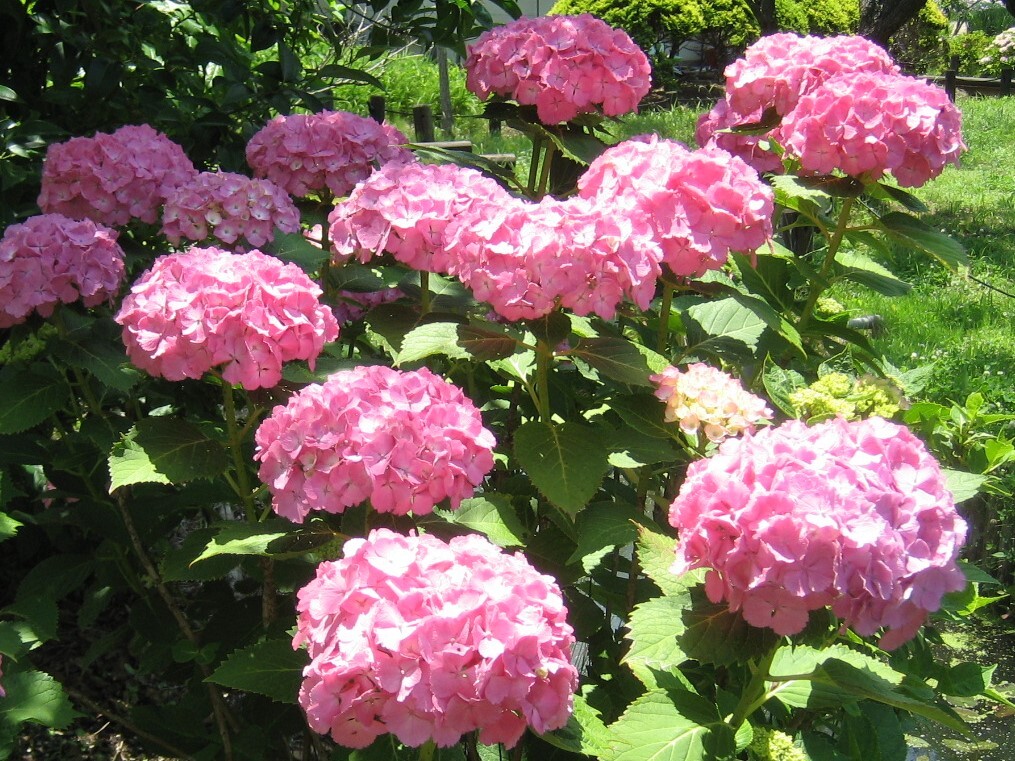 花饅頭