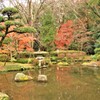 暖冬の紅葉